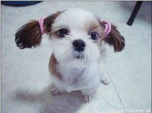 72种小型犬高清图片及名字大全