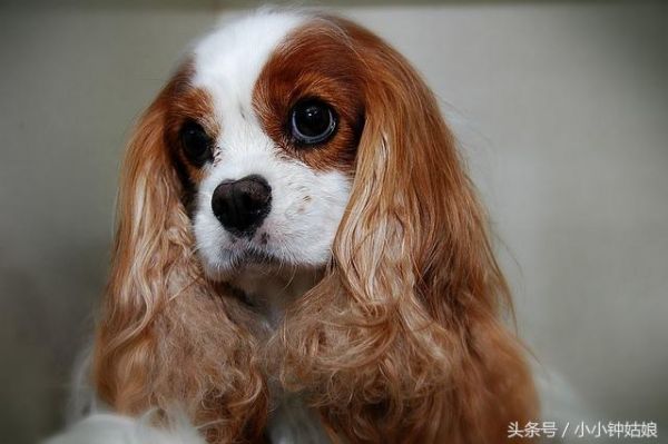 爱粘人的狗狗大盘点