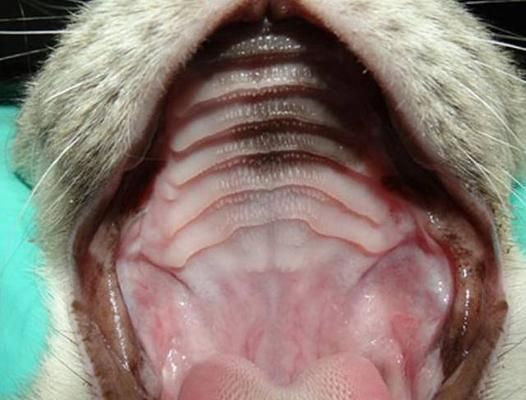 小猫嘴巴烂了怎么办（以宠物为主）