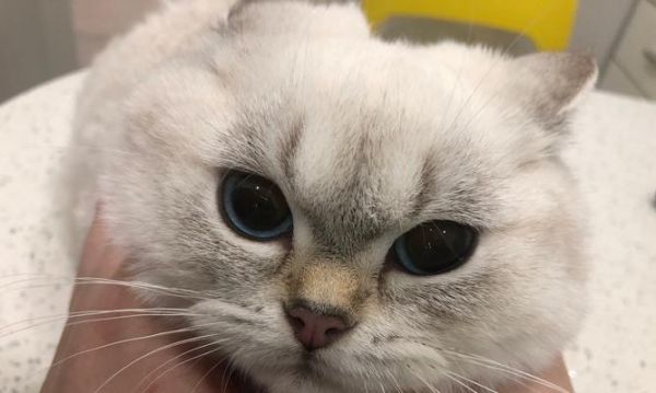 小猫嘴巴烂了怎么办（以宠物为主）