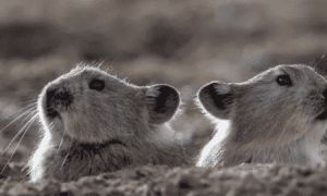 想知道黑唇鼠兔好养吗?快来看看这篇文章!