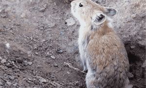 黑唇鼠兔常见病和治疗方法