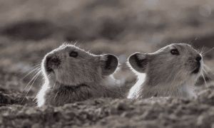 黑唇鼠兔好养吗