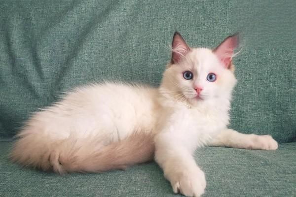 猫咪头秃