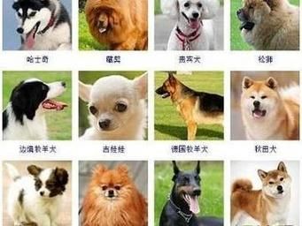 快速给宠物狗取名字洋气好听 宠物好听的独特名字