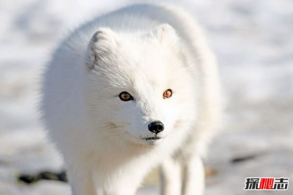 北极狐的12大生活习性：最长寿命可达15年