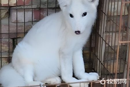 哪些狐狸可以养