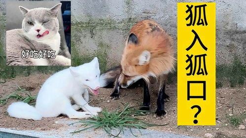 北极狐宠物,价格不菲,养它需谨慎!