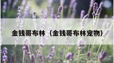 金钱哥布林（金钱哥布林宠物）
