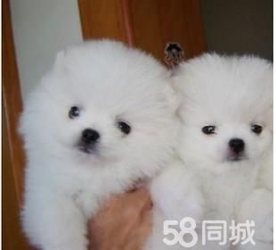 赠送用品《签协议、终身售后服务》纯种 博美犬