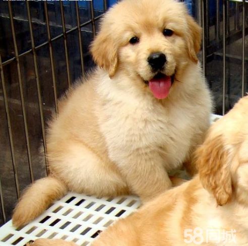 赠送用品《签协议、终身售后服务》纯种 柴犬