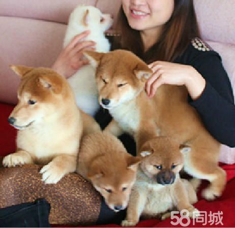 赠送用品《签协议、终身售后服务》纯种 柴犬