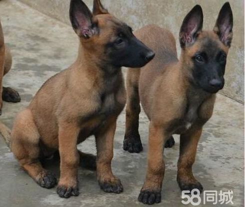 赠送用品《签协议、终身售后服务》纯种 马犬