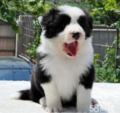 赠送用品《签协议、终身售后服务》纯种 边境牧羊犬
