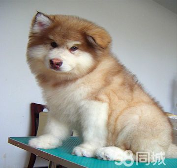 赠送用品-签协议、终身售后服务-纯种 阿拉斯加犬