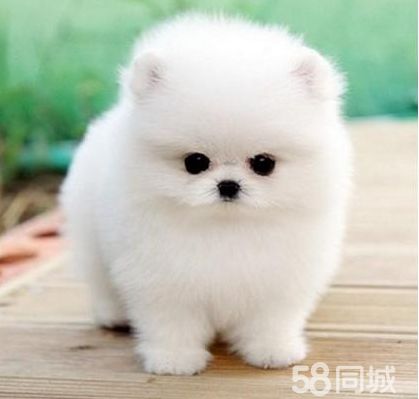 赠送用品《签协议、终身售后服务》纯种 英系小体博美犬