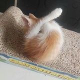 橘子