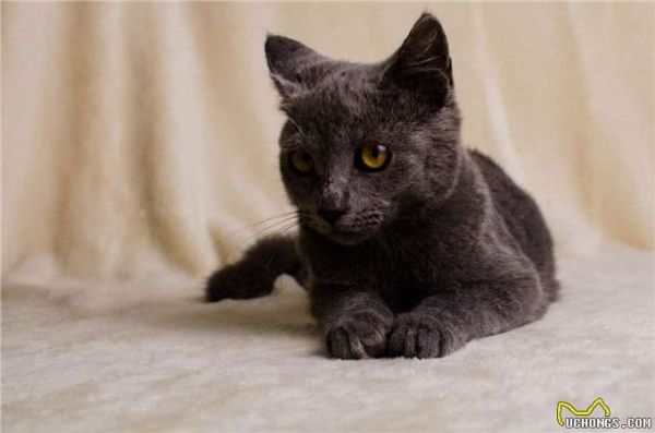 宠物盘点猫咪篇:俄罗斯蓝猫