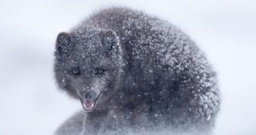 常年生活在-6℃地区，关于蓝狐-038，你了解多少？