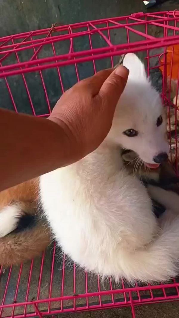 宠物狐狸雪狐红狐蓝狐熊猫狐银狐黑狐
