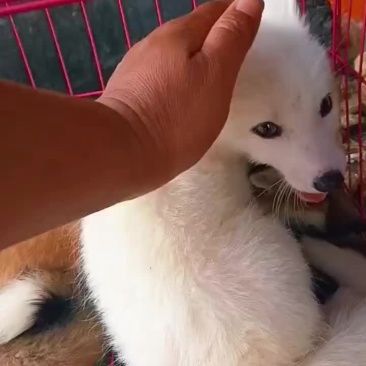宠物狐狸雪狐红狐蓝狐熊猫狐银狐黑狐