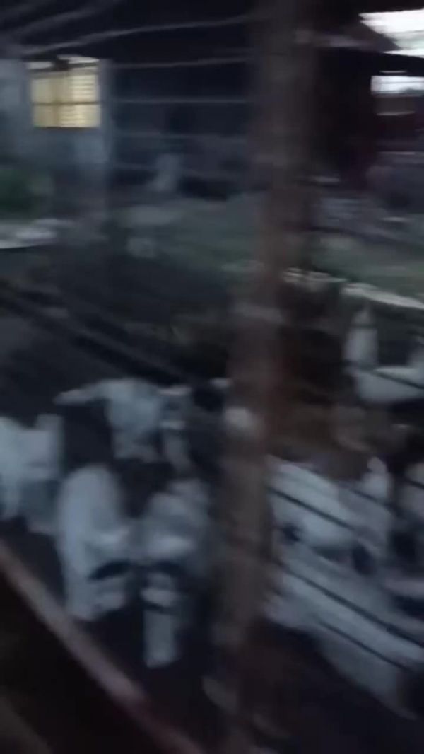 宠物狐狸雪狐红狐蓝狐熊猫狐银狐黑狐
