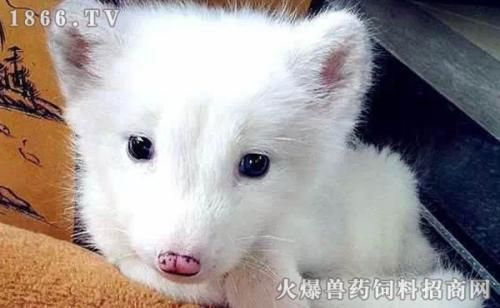 宠物狐多少钱 宠物狐价格