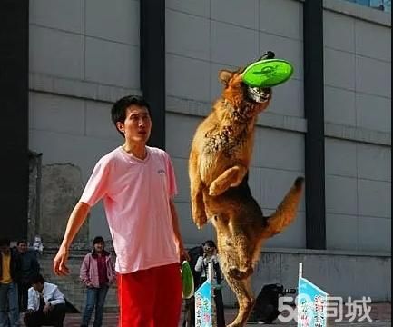 沈阳金牌宠物服务连锁企业经营·沈阳专业训犬十七年品牌金牌宠物训练全国连锁 宠物训练美容医疗