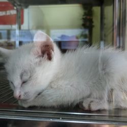 阳泉猫咪打针,哪家宠物医院服务好?