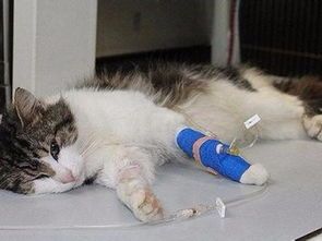 阳泉猫咪打针,哪家宠物医院服务好?