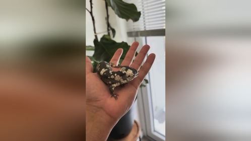 #绿树鳄蜥 #爬宠 #异宠 #爬宠日常 #树蜥