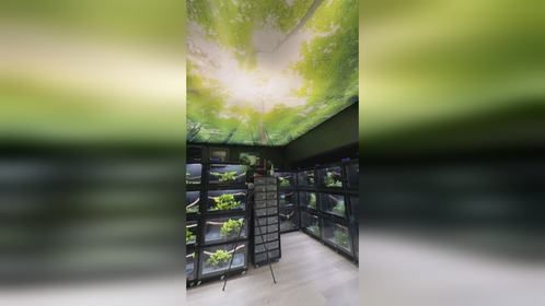 梦想中的#爬房 ，#爬宠 #爬宠日常#爬宠饲养 #爬宠繁殖