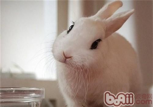 初养<a href=/ target=_blank class=infotextkey>宠物</a><a href=/zhonglei/chongwutu/ target=_blank class=infotextkey>兔</a>必读的养兔知识