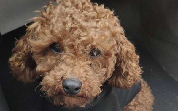 贵宾犬