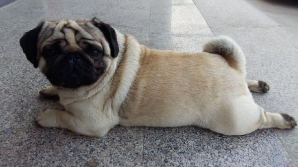 什么狗好养还不掉毛？十大性格好的不掉毛的狗狗！