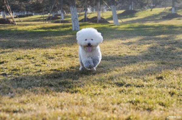 什么狗好养还不掉毛？十大性格好的不掉毛的狗狗！