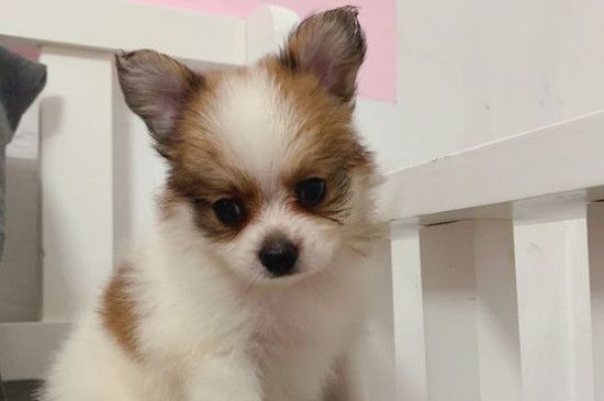 不掉毛的狗狗品种