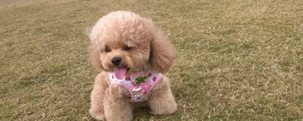 不掉毛的狗狗品种