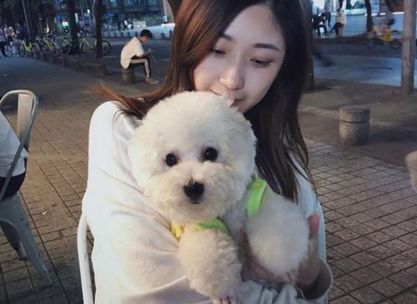 怕狗狗掉毛不敢养？这5种狗狗值得一养，不掉毛还易养