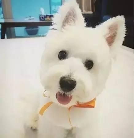 怕狗狗掉毛不敢养？这5种狗狗值得一养，不掉毛还易养