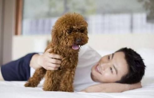 怕狗狗掉毛不敢养？这5种狗狗值得一养，不掉毛还易养