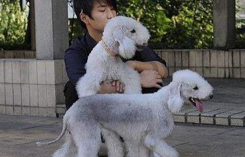 怕狗狗掉毛不敢养？这5种狗狗值得一养，不掉毛还易养