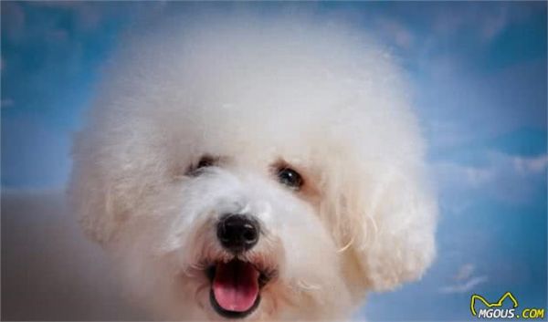 这4种狗狗不容易掉毛，适合爱洁净的人养，你们有养过吗？