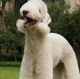 贝灵顿梗犬.jpg