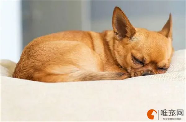 适合家养不掉毛的狗狗排名 懒人可以养哪些