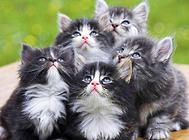 猫狗也能互帮互助