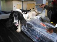 嗅探犬的工作介绍