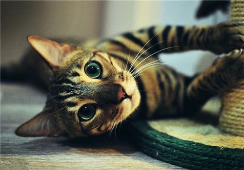 孟加拉猫的形态特征