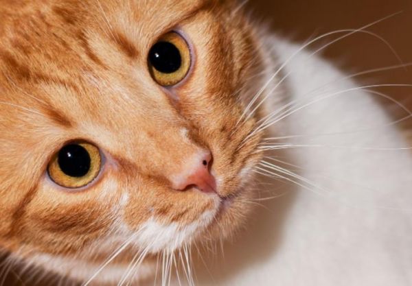 宠物猫,橘猫,大橘