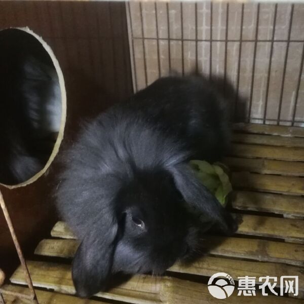 垂耳兔 宠物兔